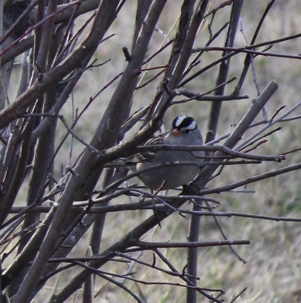 White-crowned Sparrow - ML618703141