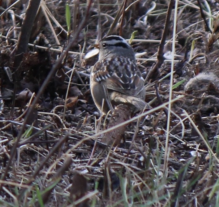 White-crowned Sparrow - ML618703142