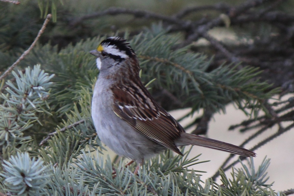 White-throated Sparrow - ML618703150