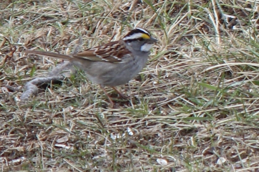 White-throated Sparrow - ML618703151