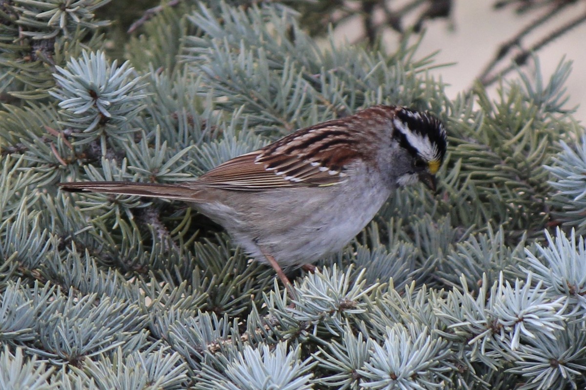 White-throated Sparrow - ML618703152