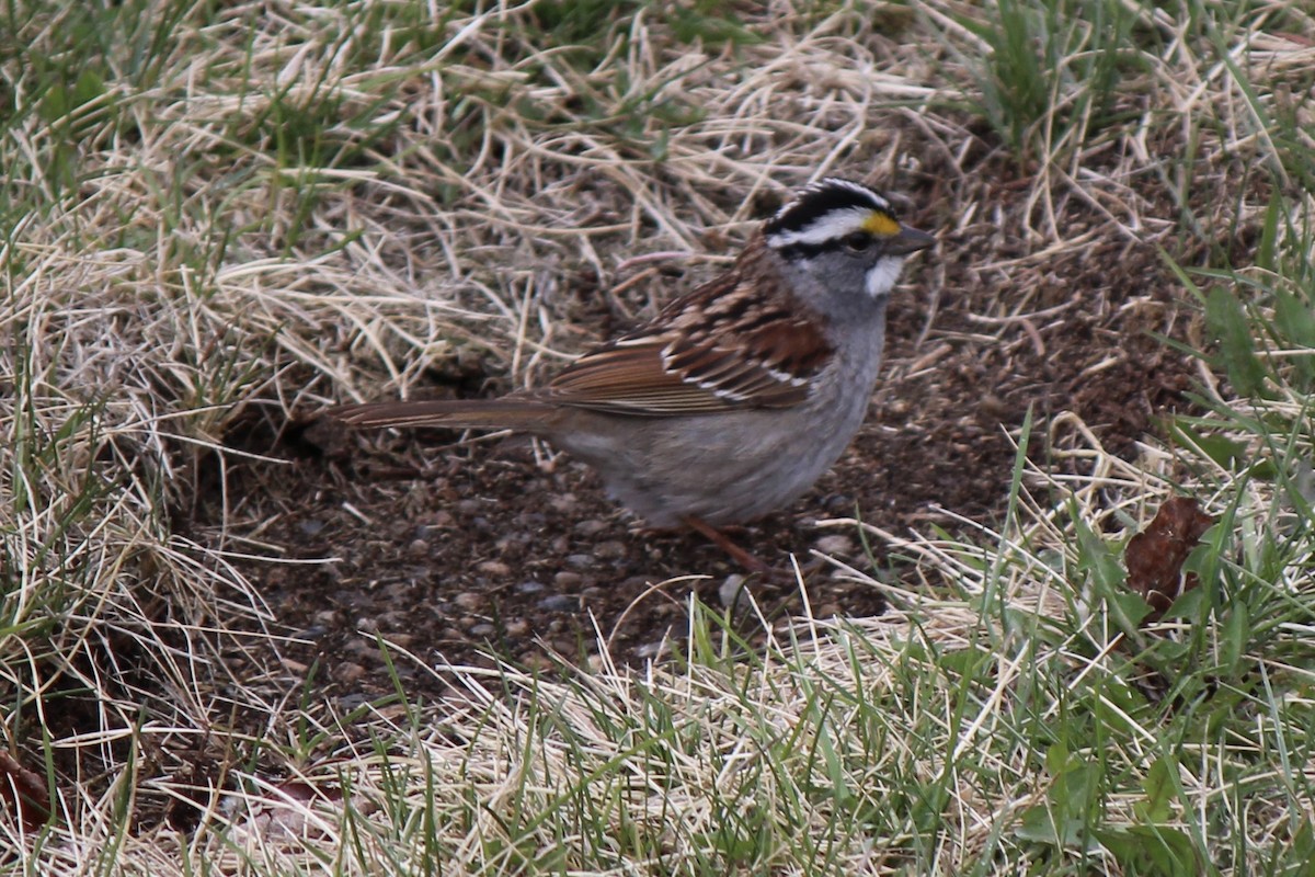 White-throated Sparrow - ML618703153