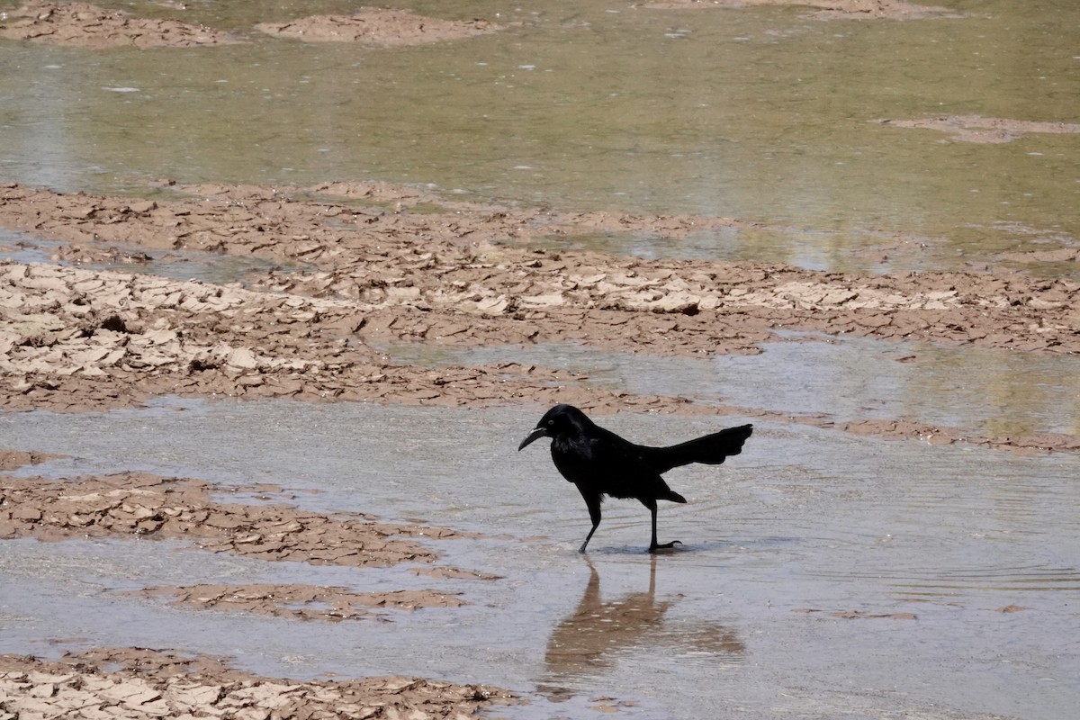 Great-tailed Grackle - ML618703154