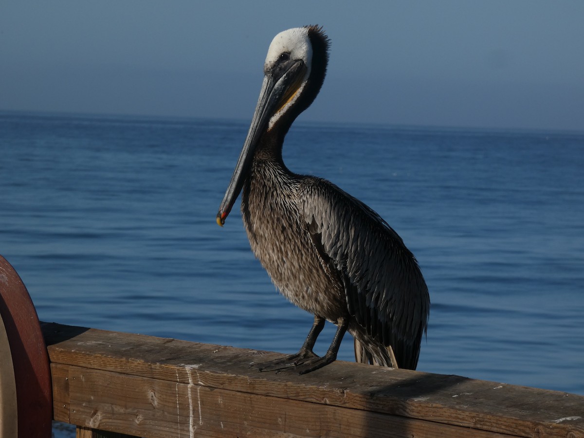pelikán hnědý - ML618703167