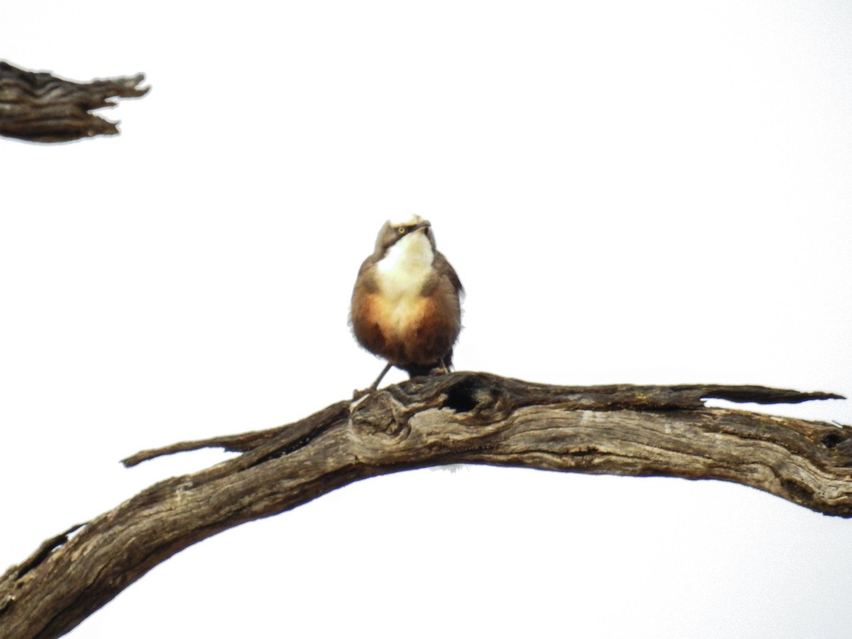 Gray-crowned Babbler - ML618703178