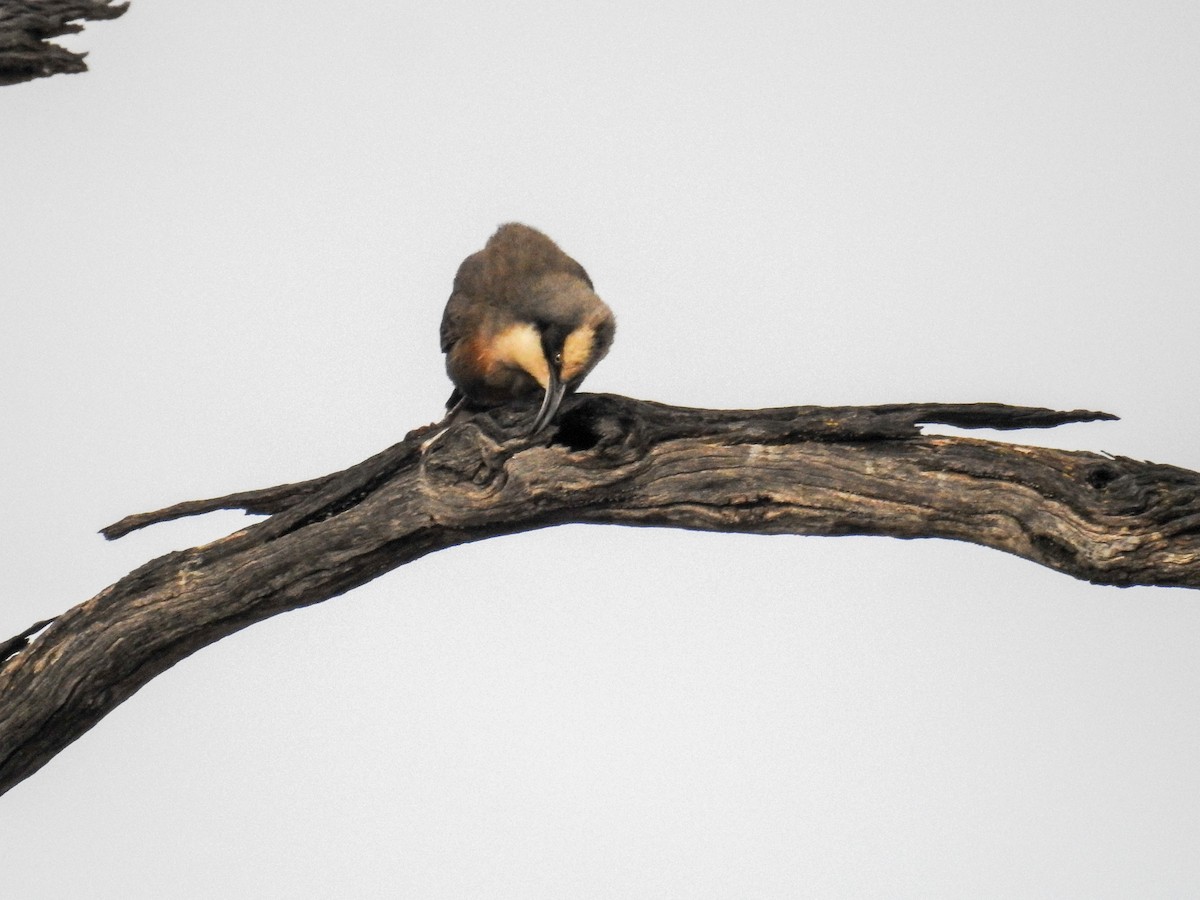 Gray-crowned Babbler - ML618703180