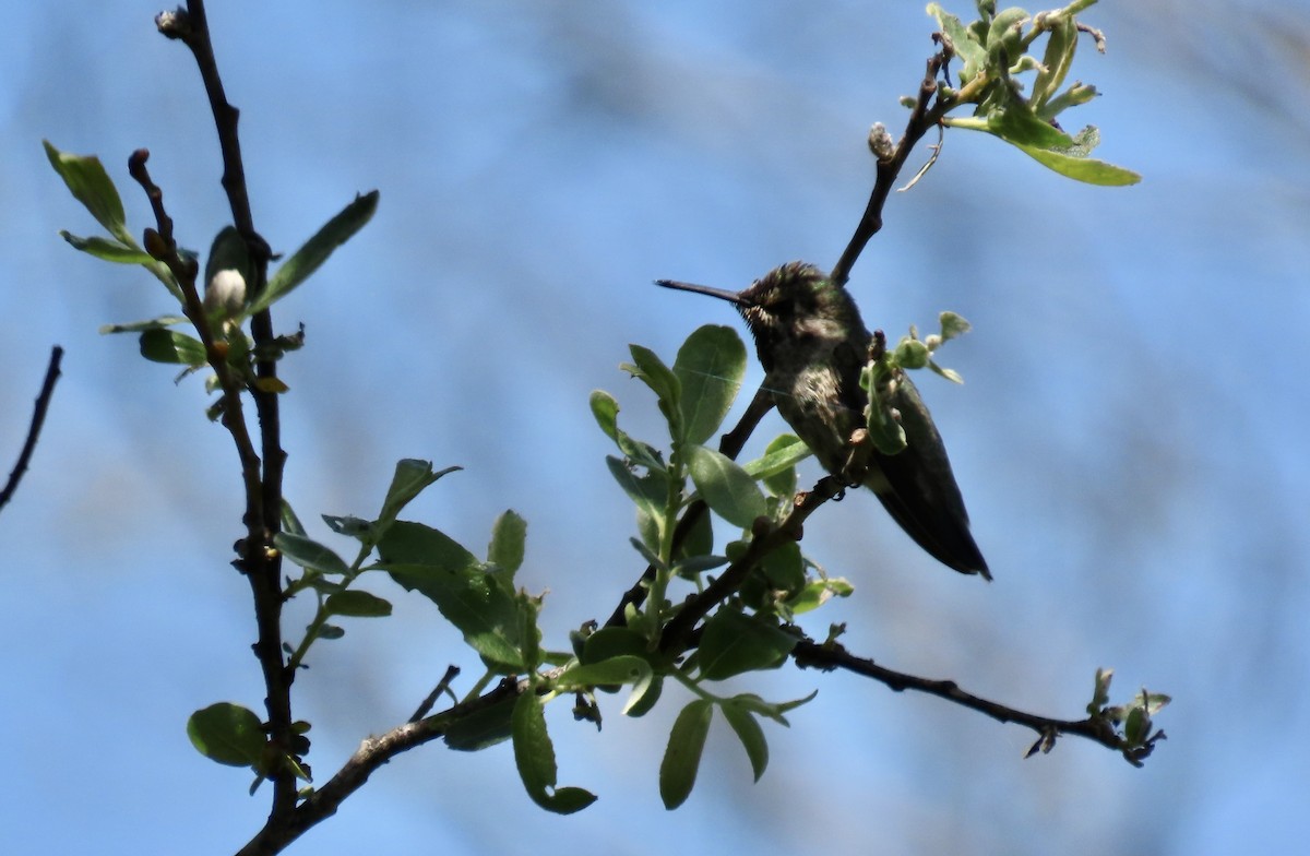 Anna's Hummingbird - ML618703183