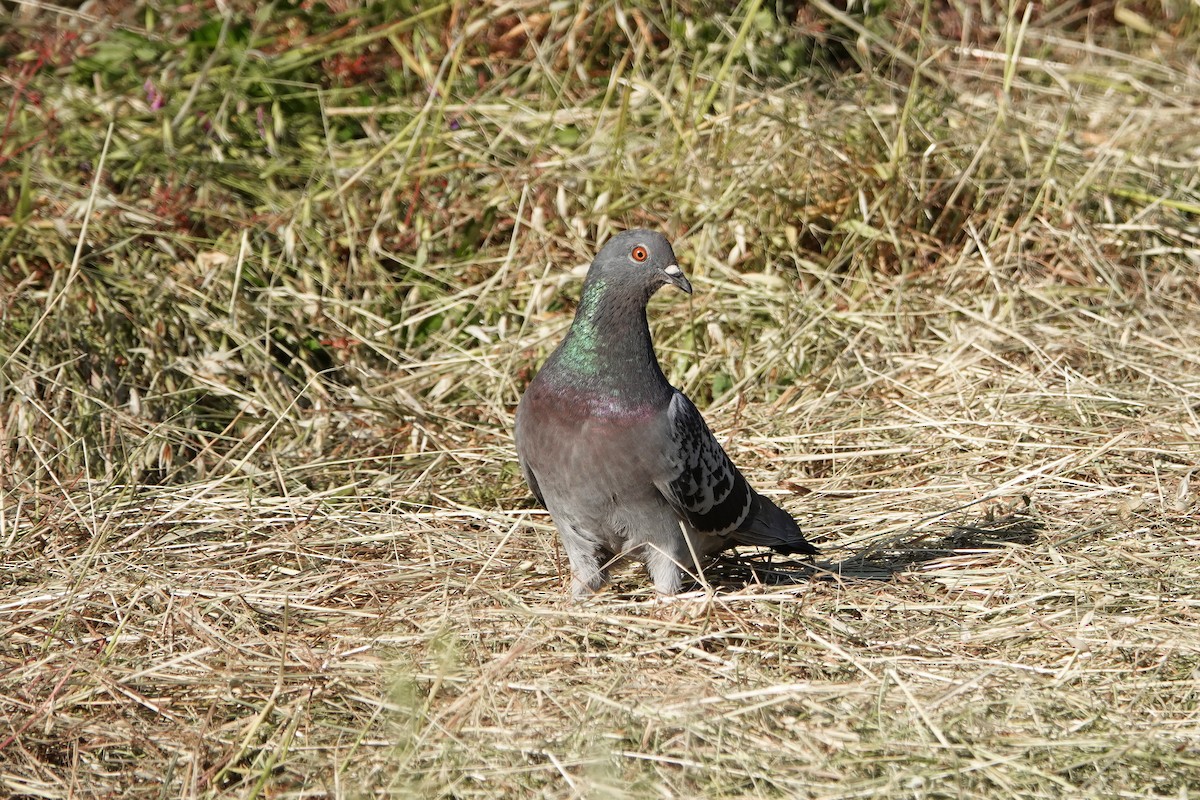 Rock Pigeon (Feral Pigeon) - Jaedon Tembrevilla