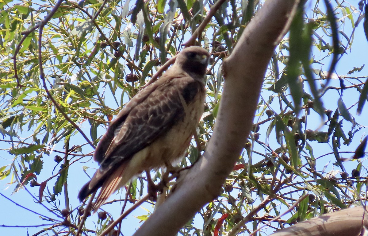 Red-tailed Hawk - ML618703196