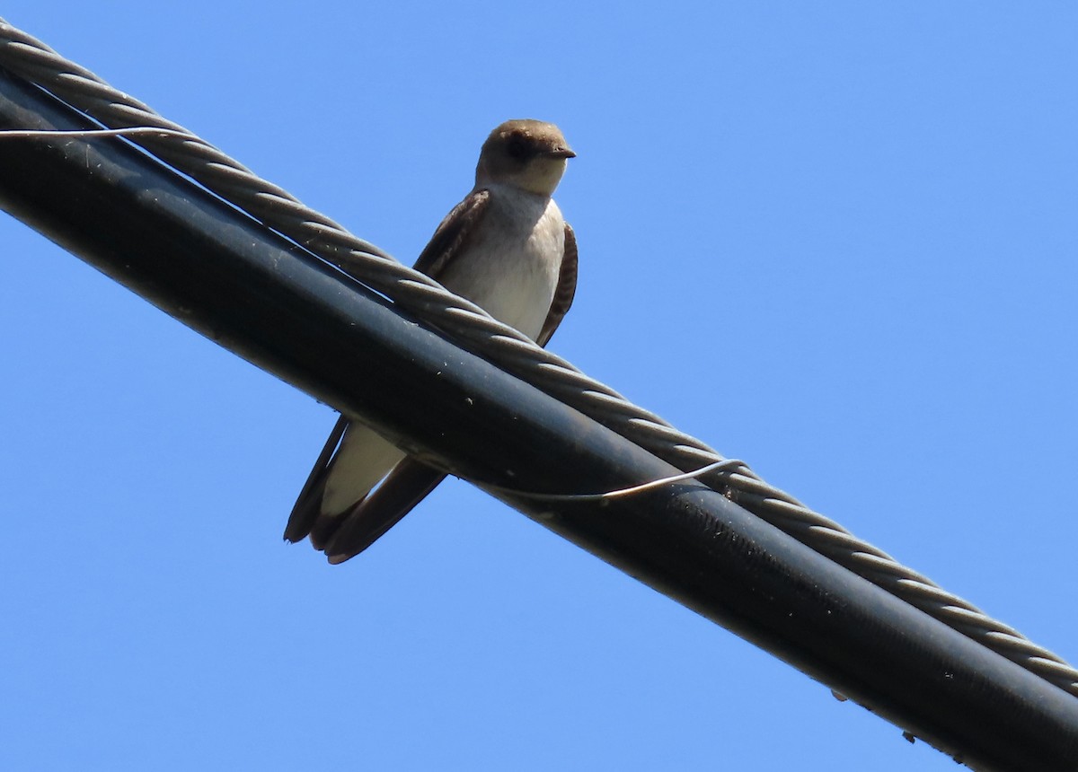 Northern Rough-winged Swallow - ML618703218