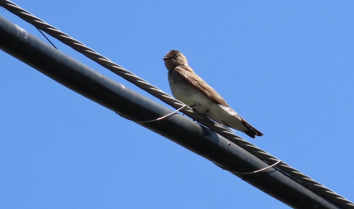 Northern Rough-winged Swallow - ML618703223