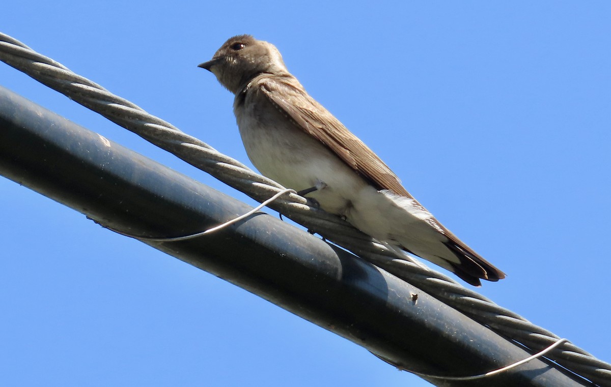 Northern Rough-winged Swallow - ML618703225