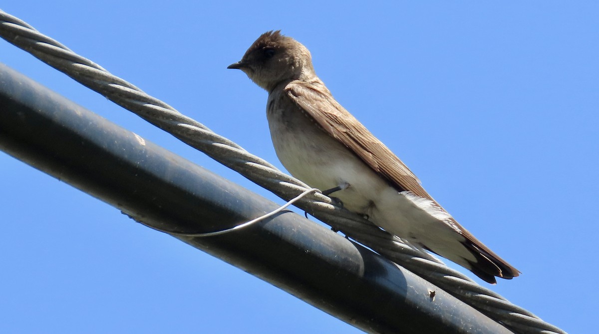 Northern Rough-winged Swallow - ML618703227