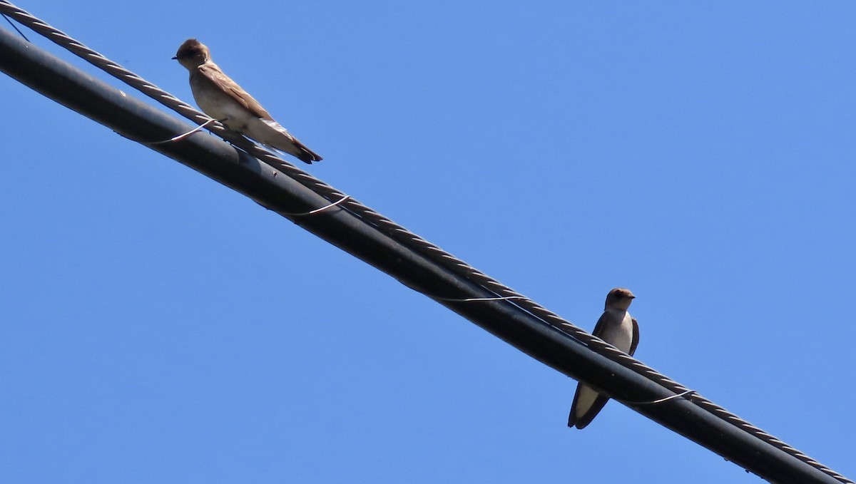 Northern Rough-winged Swallow - ML618703228