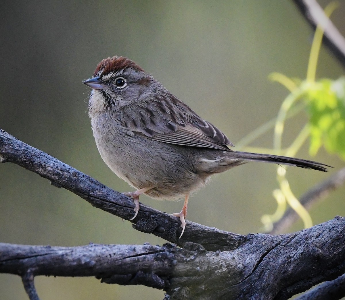 Rufous-crowned Sparrow - ML618703254