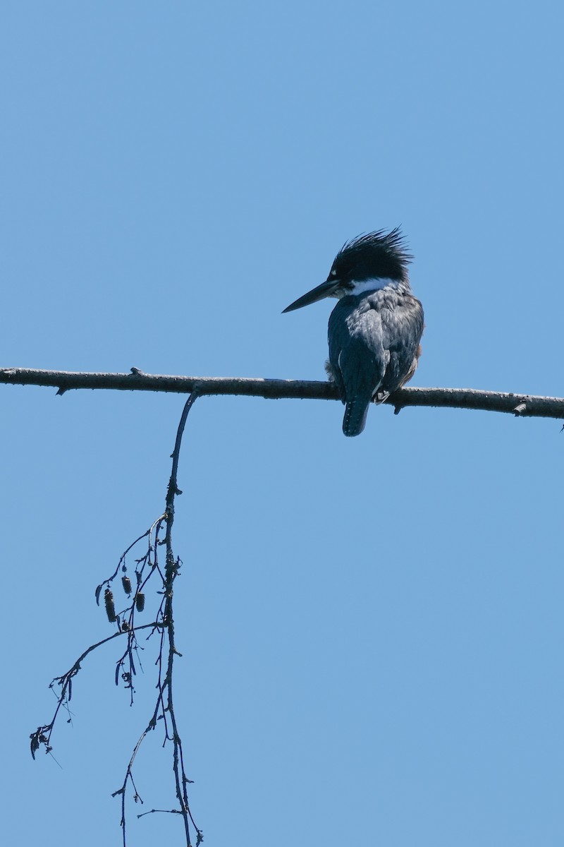 Belted Kingfisher - ML618703282