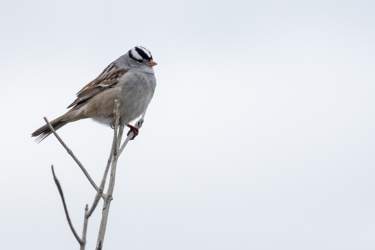 White-crowned Sparrow - ML618703290