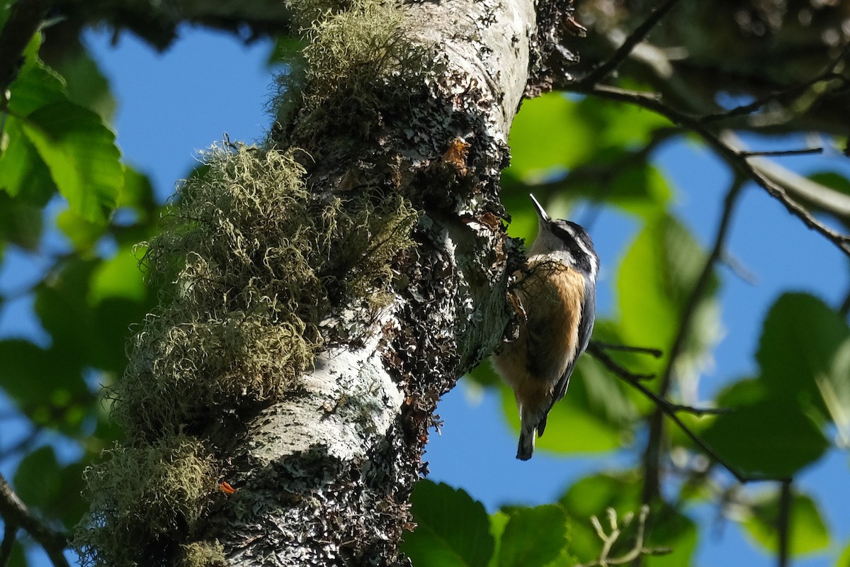 Red-breasted Nuthatch - ML618703293