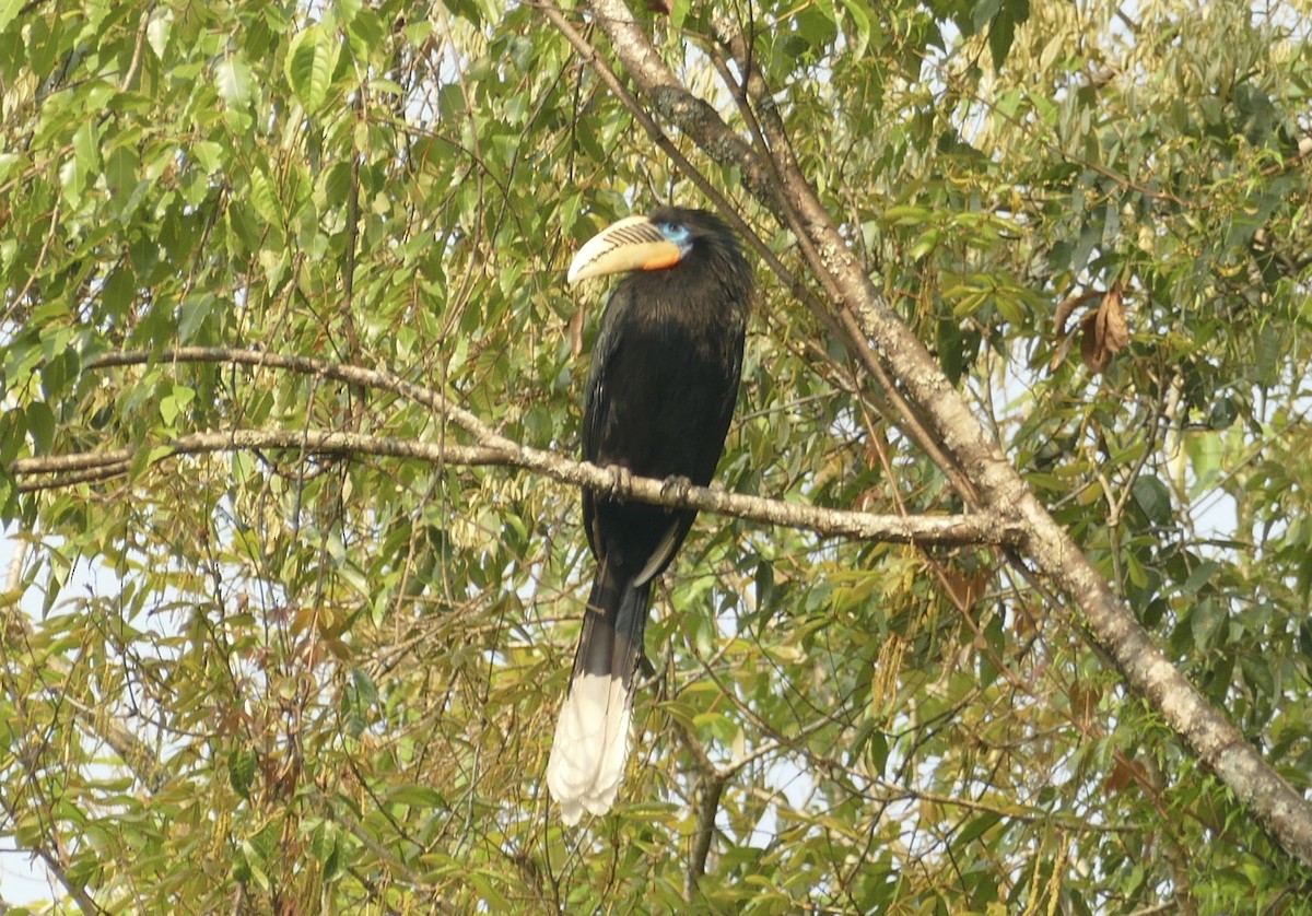 Rufous-necked Hornbill - ML618703323
