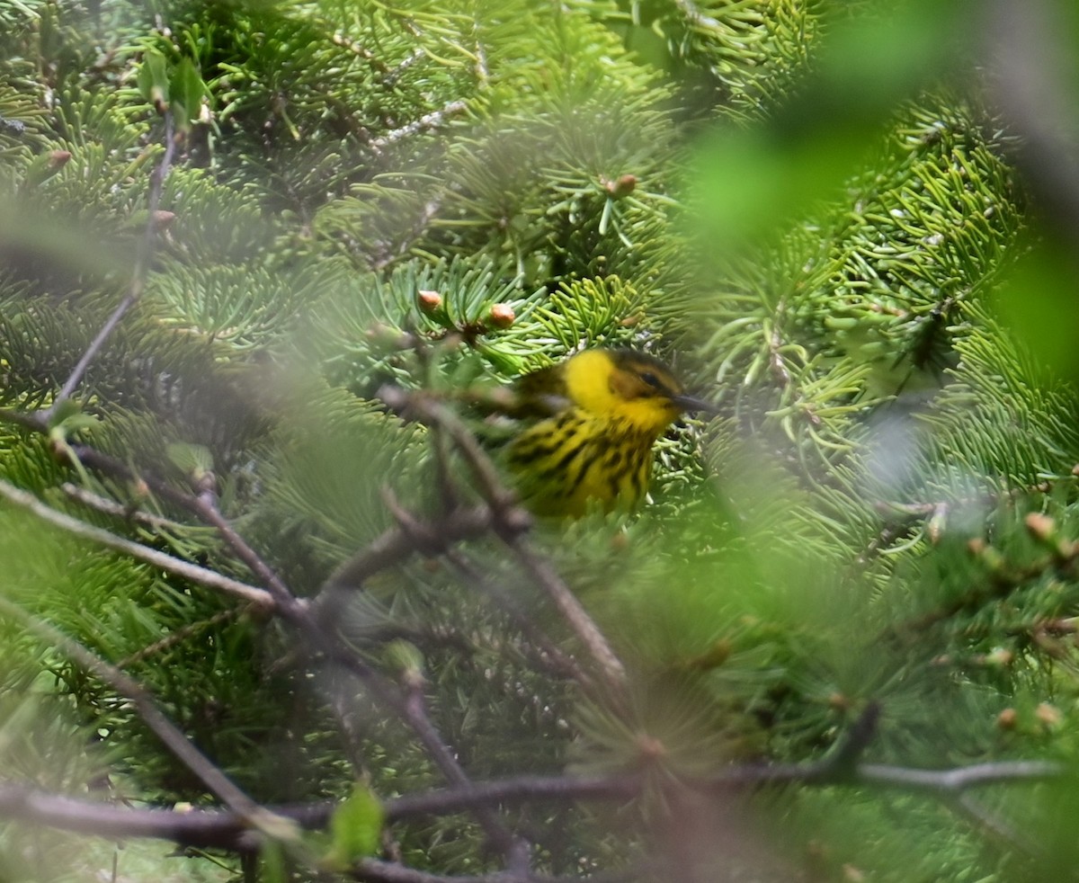 Cape May Warbler - ML618703345
