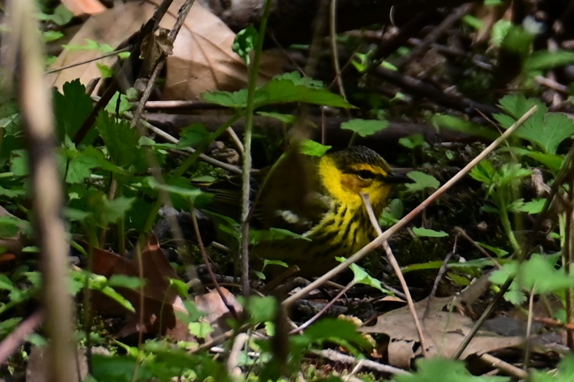Cape May Warbler - ML618703349