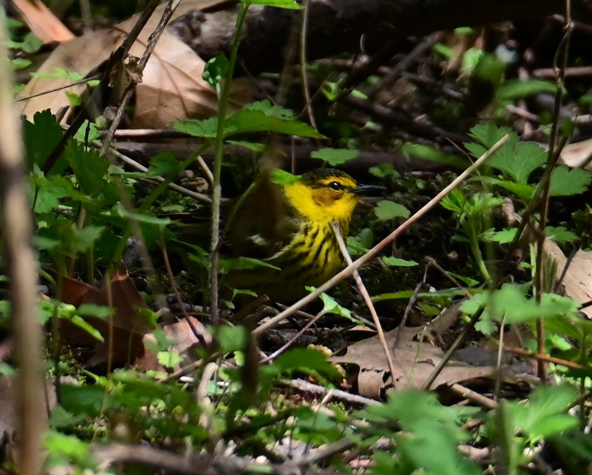 Cape May Warbler - ML618703356
