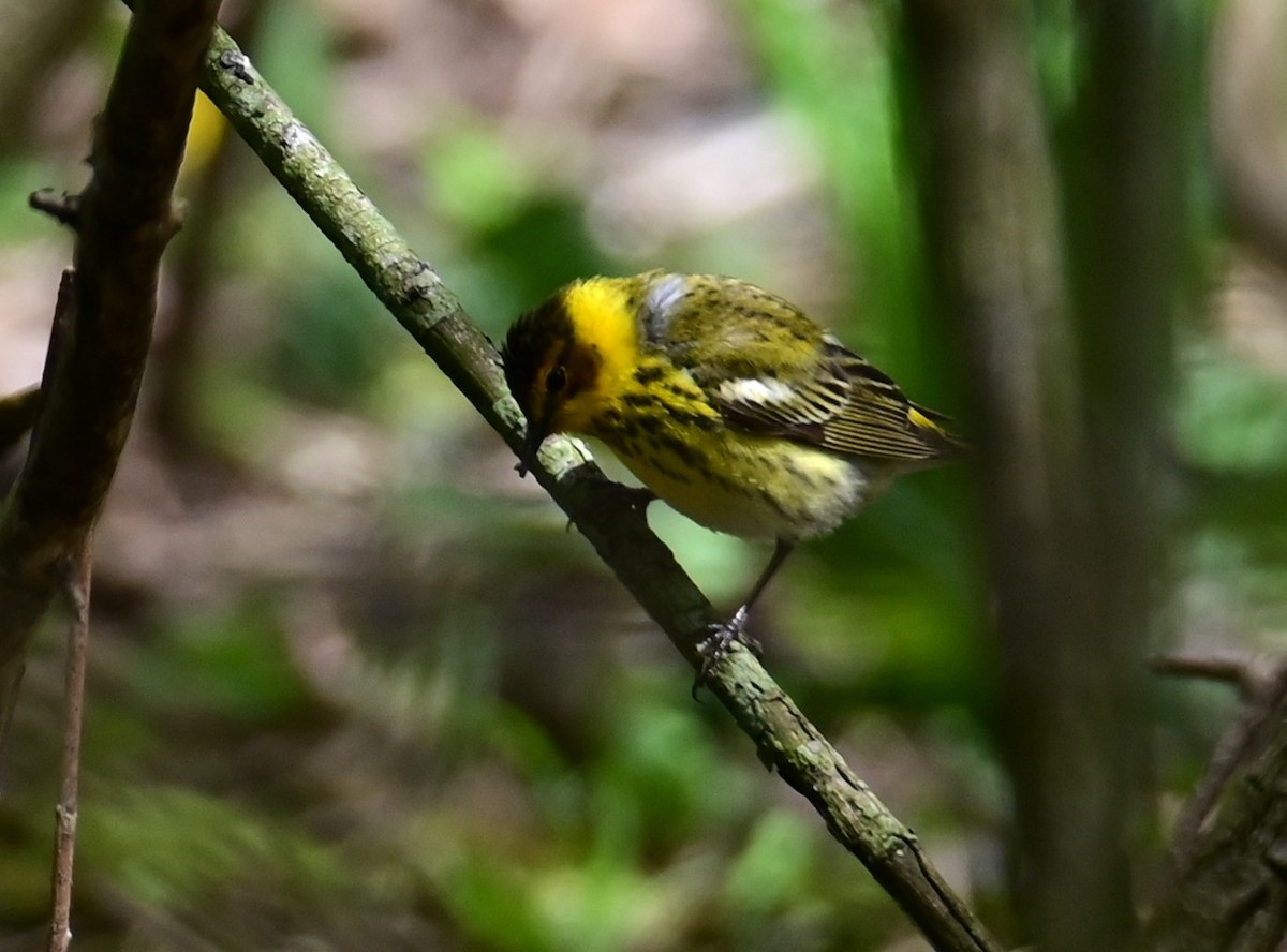 Cape May Warbler - ML618703358