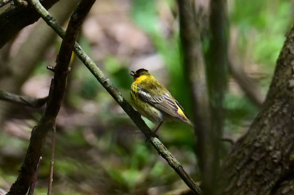 Cape May Warbler - ML618703359