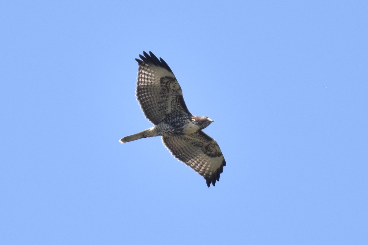 Red-tailed Hawk - ML618703391