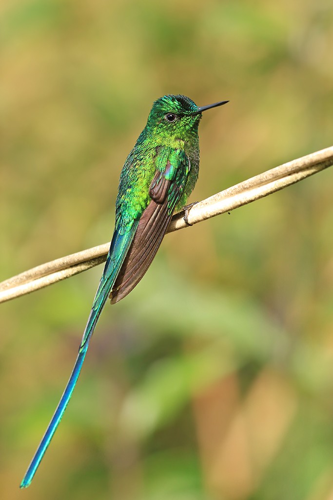 Long-tailed Sylph - ML618703424