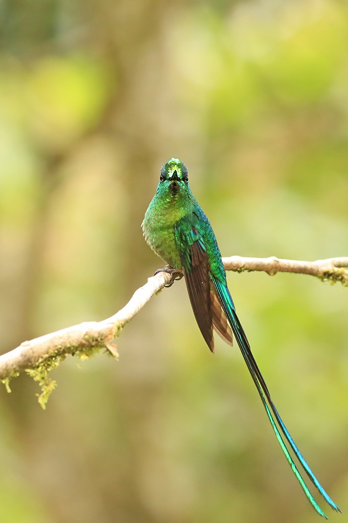 Long-tailed Sylph - ML618703425