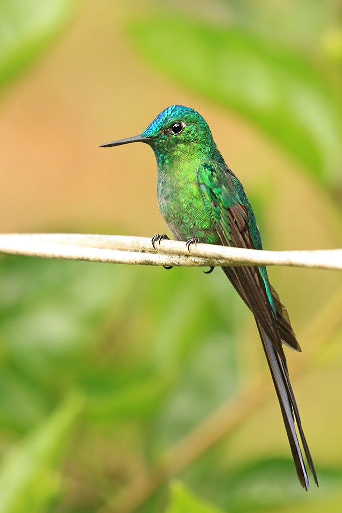 Long-tailed Sylph - ML618703427