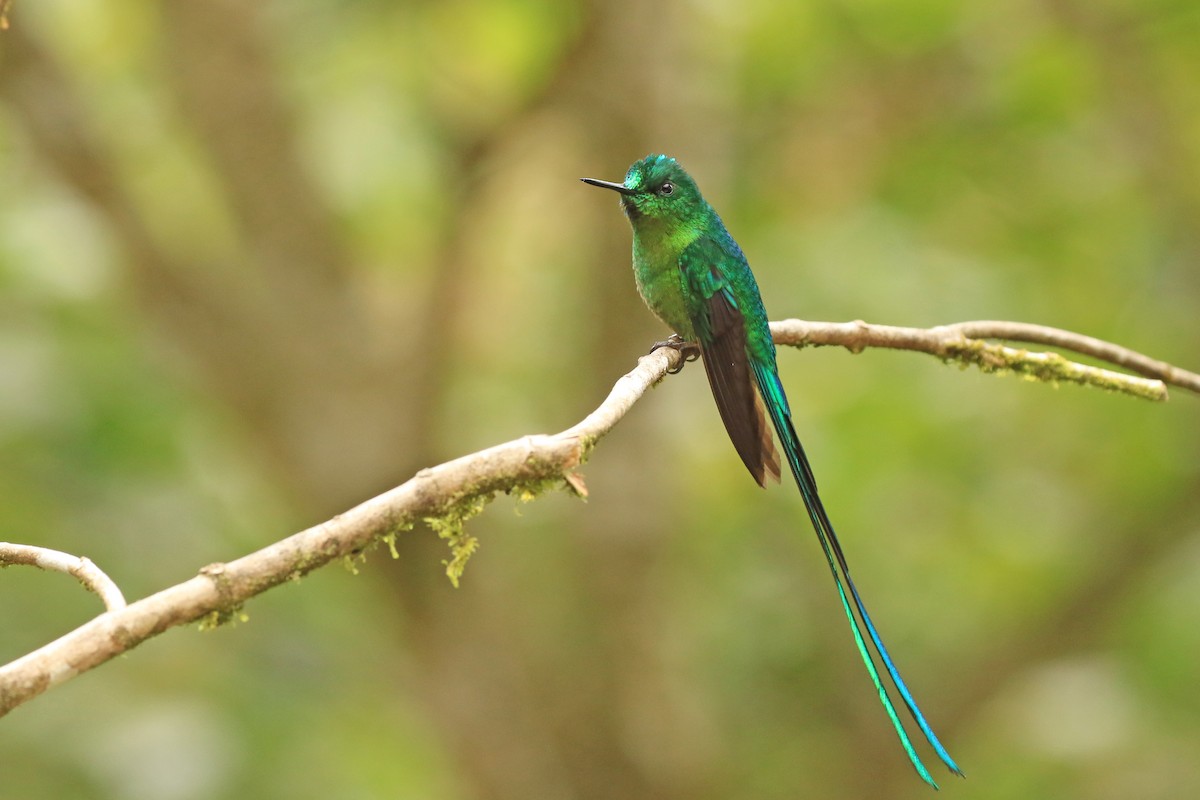 Long-tailed Sylph - ML618703428