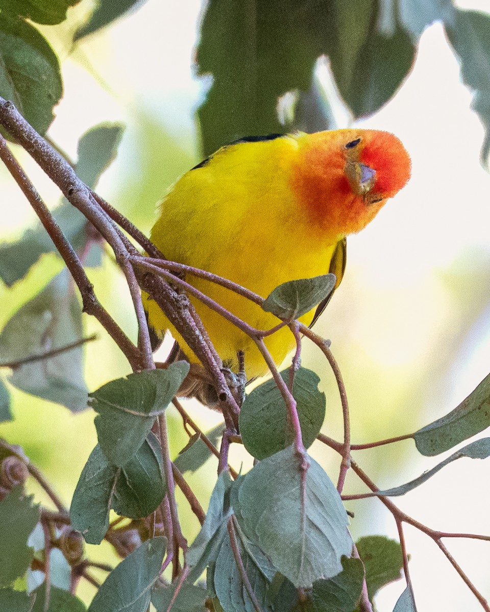 Western Tanager - ML618703430