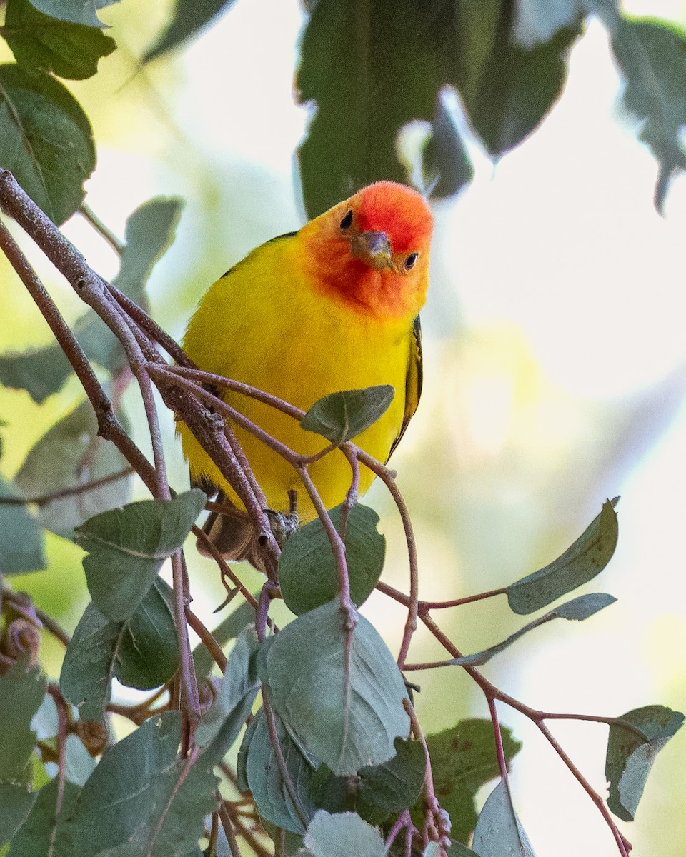 Western Tanager - ML618703431