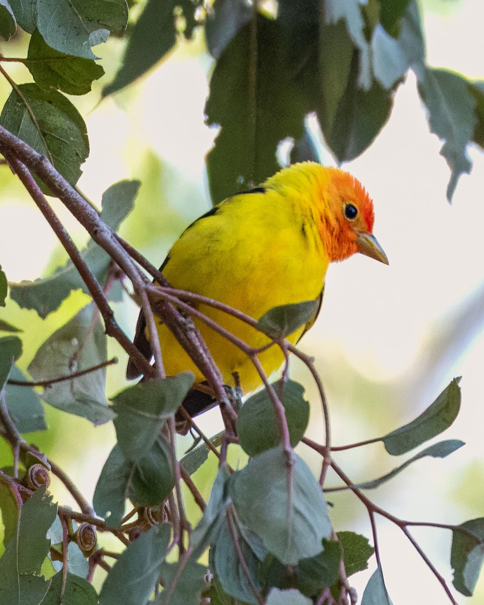 Western Tanager - ML618703432