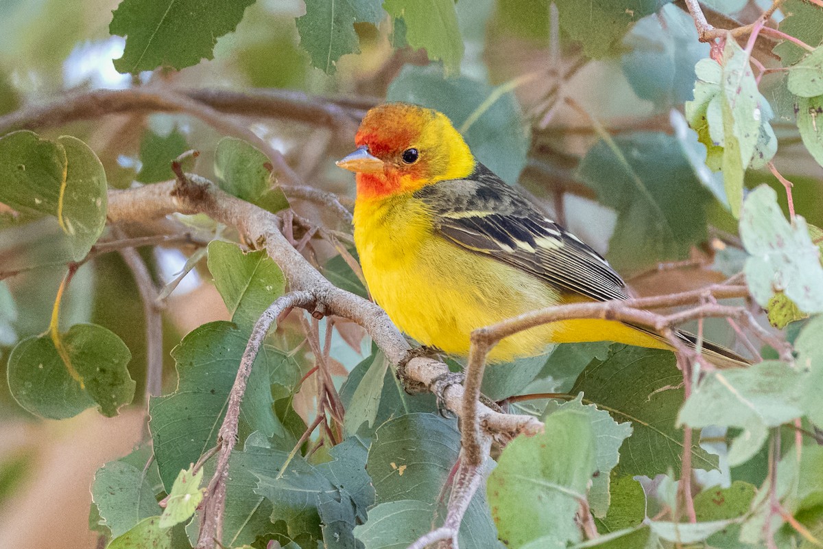 Western Tanager - ML618703433