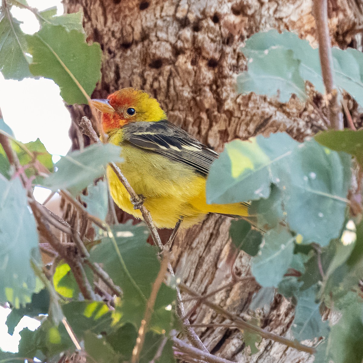Western Tanager - ML618703434