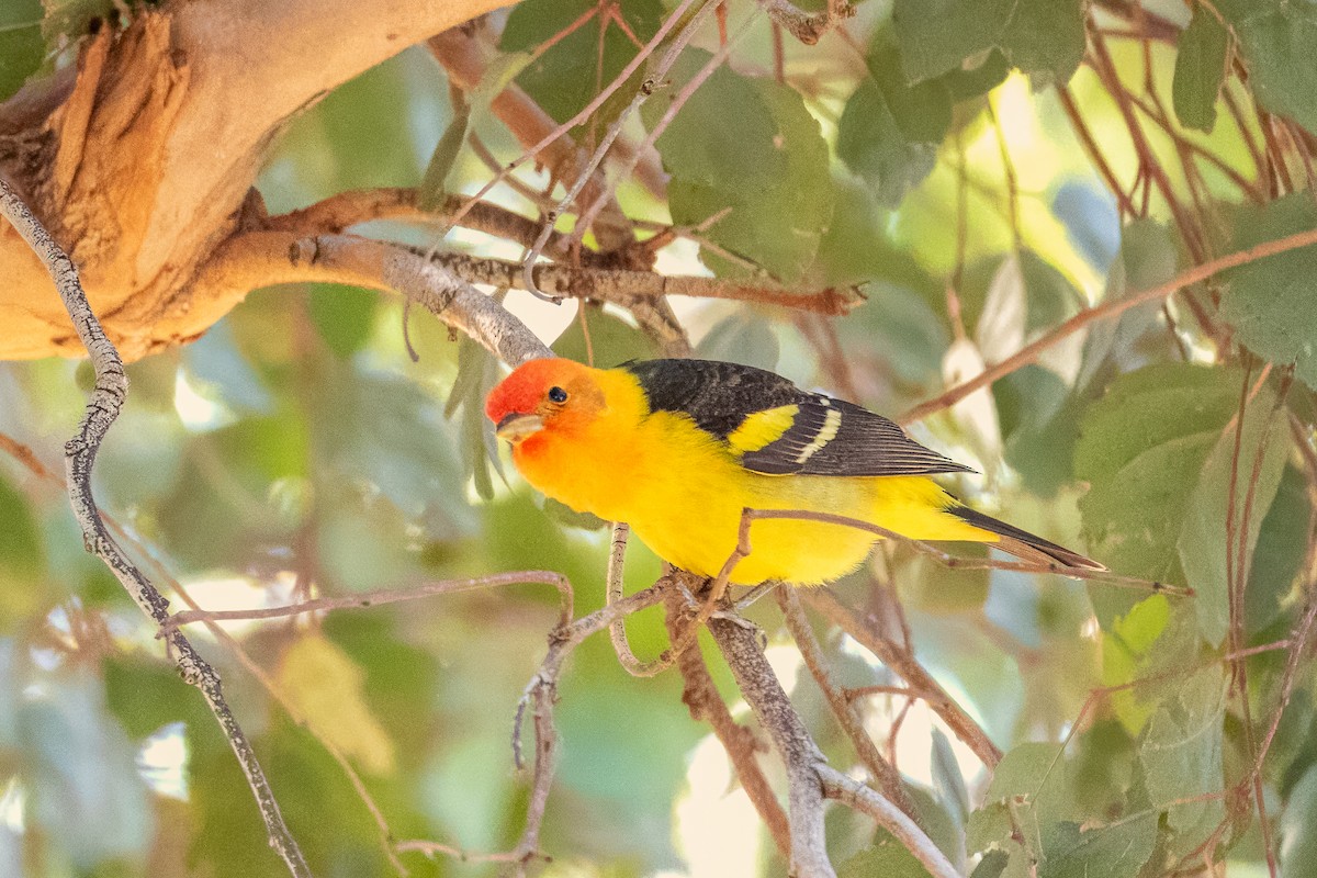 Western Tanager - ML618703435