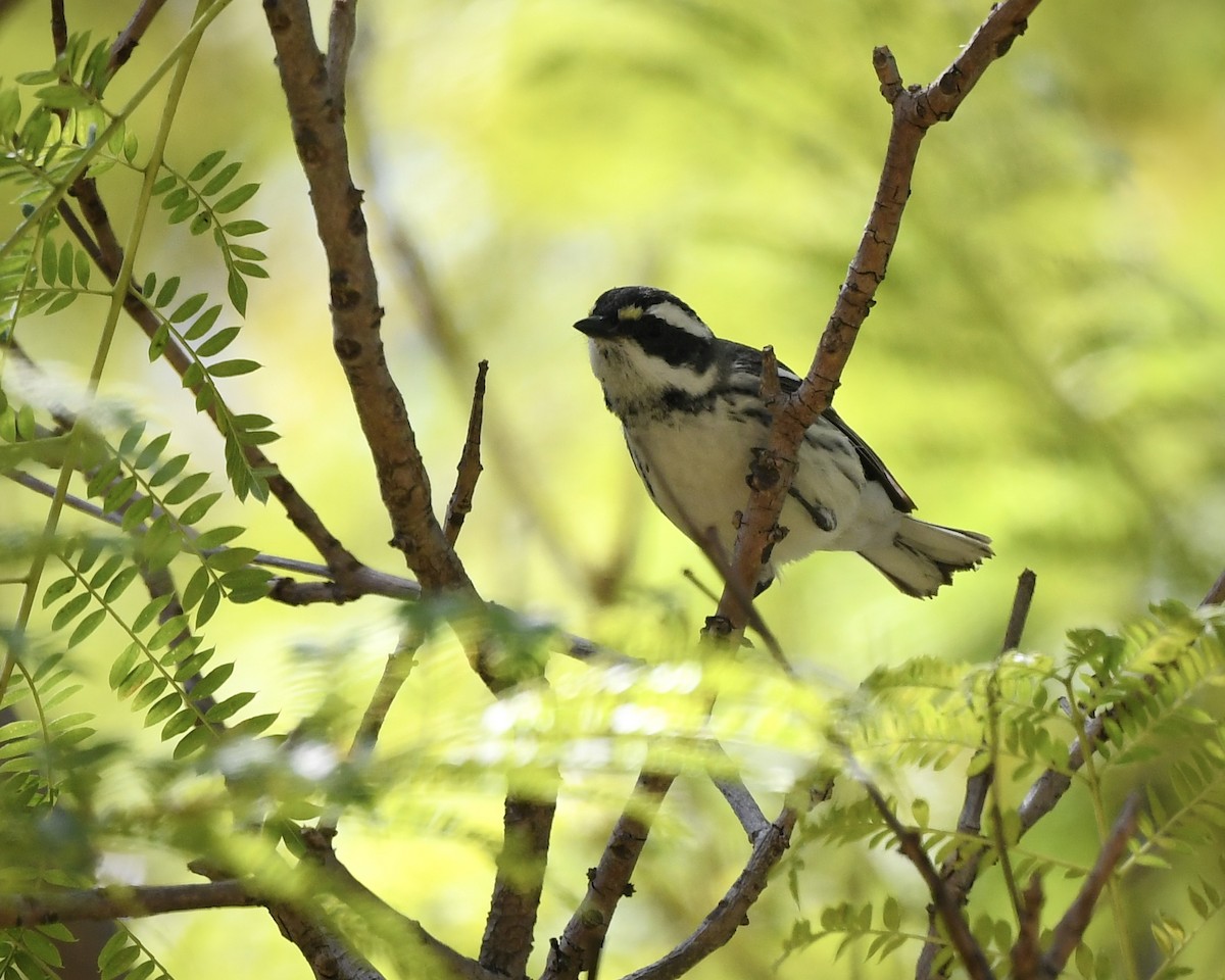 Black-throated Gray Warbler - Caleb P.