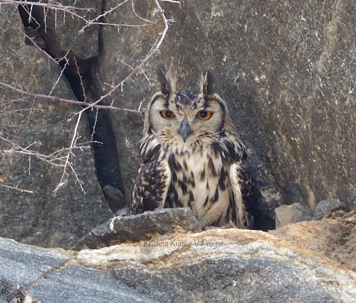 Rock Eagle-Owl - Dr.Krishna kumar. V