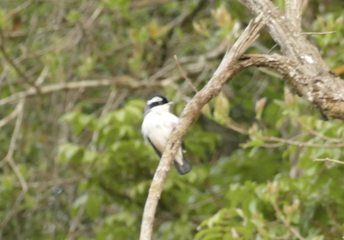 White-browed Shrike-Babbler - ML618703491