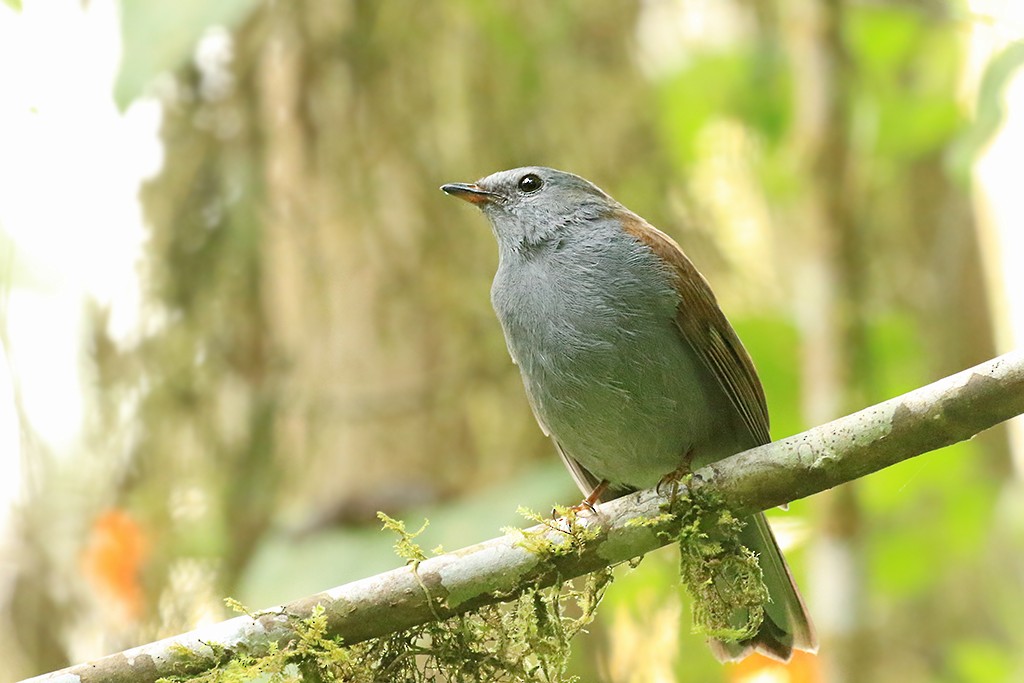 Andean Solitaire - Rene Valdes 🦜