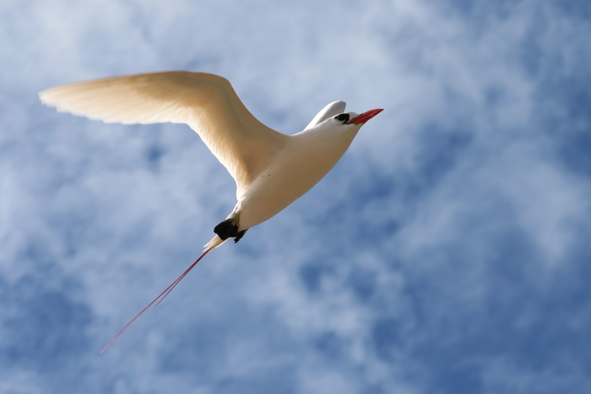 Red-tailed Tropicbird - Vincent Ward - Birding Africa