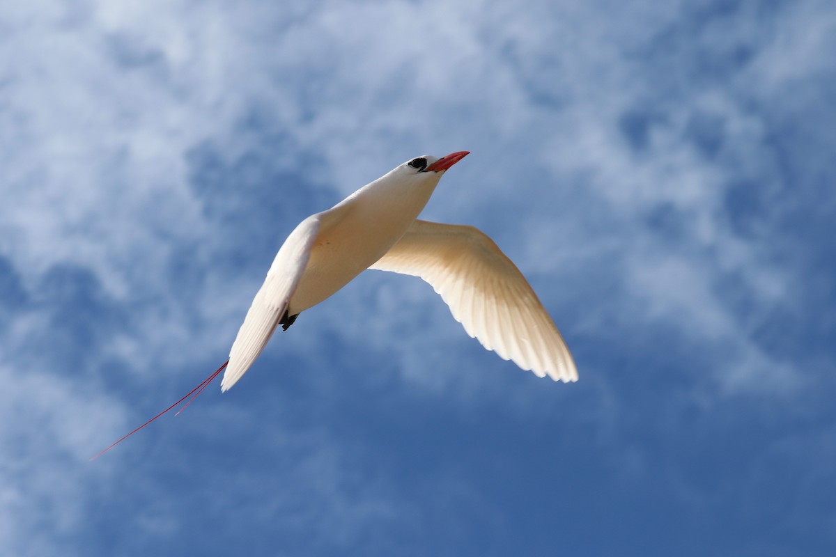 Red-tailed Tropicbird - ML618703508