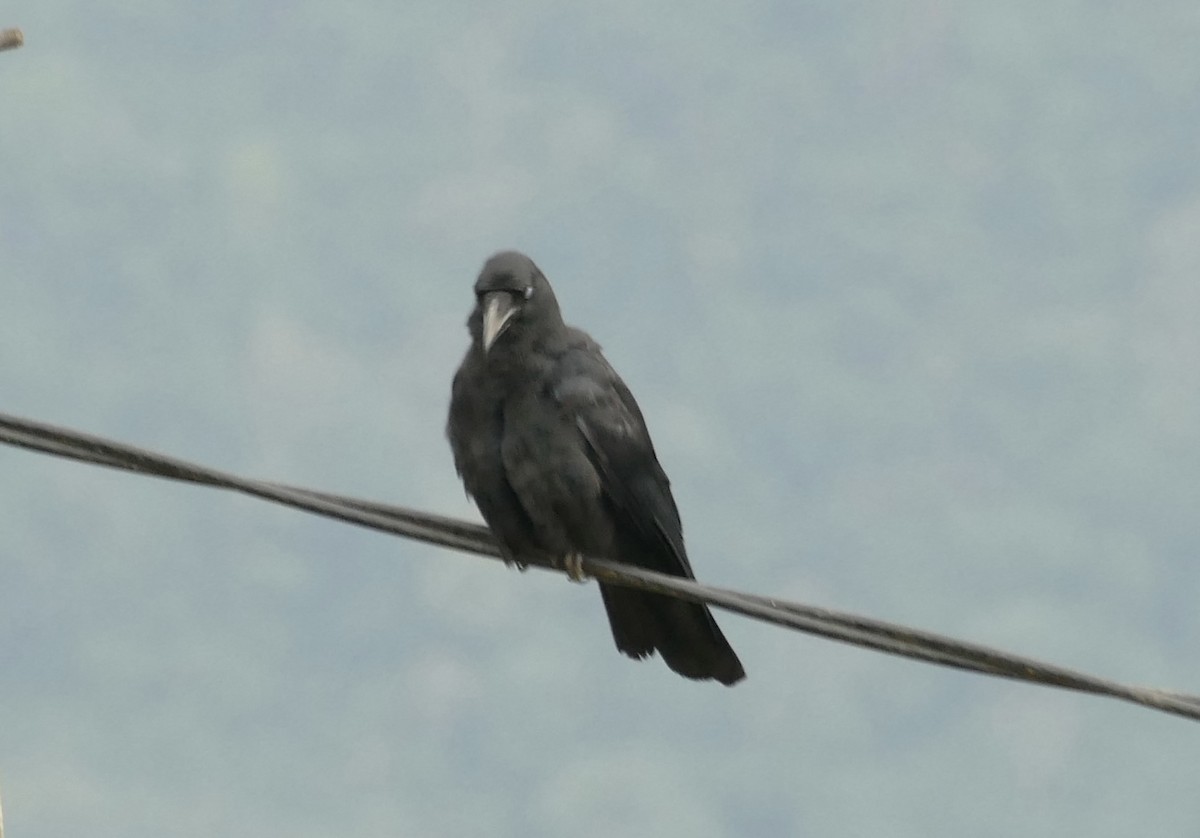 Large-billed Crow - ML618703540