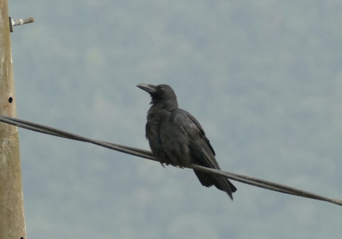 Large-billed Crow - ML618703541