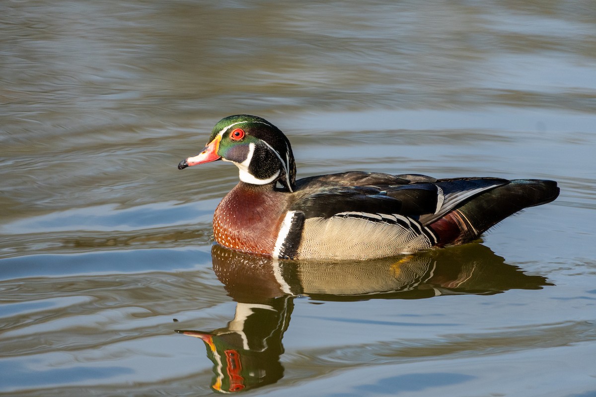 Wood Duck - Chad Berry