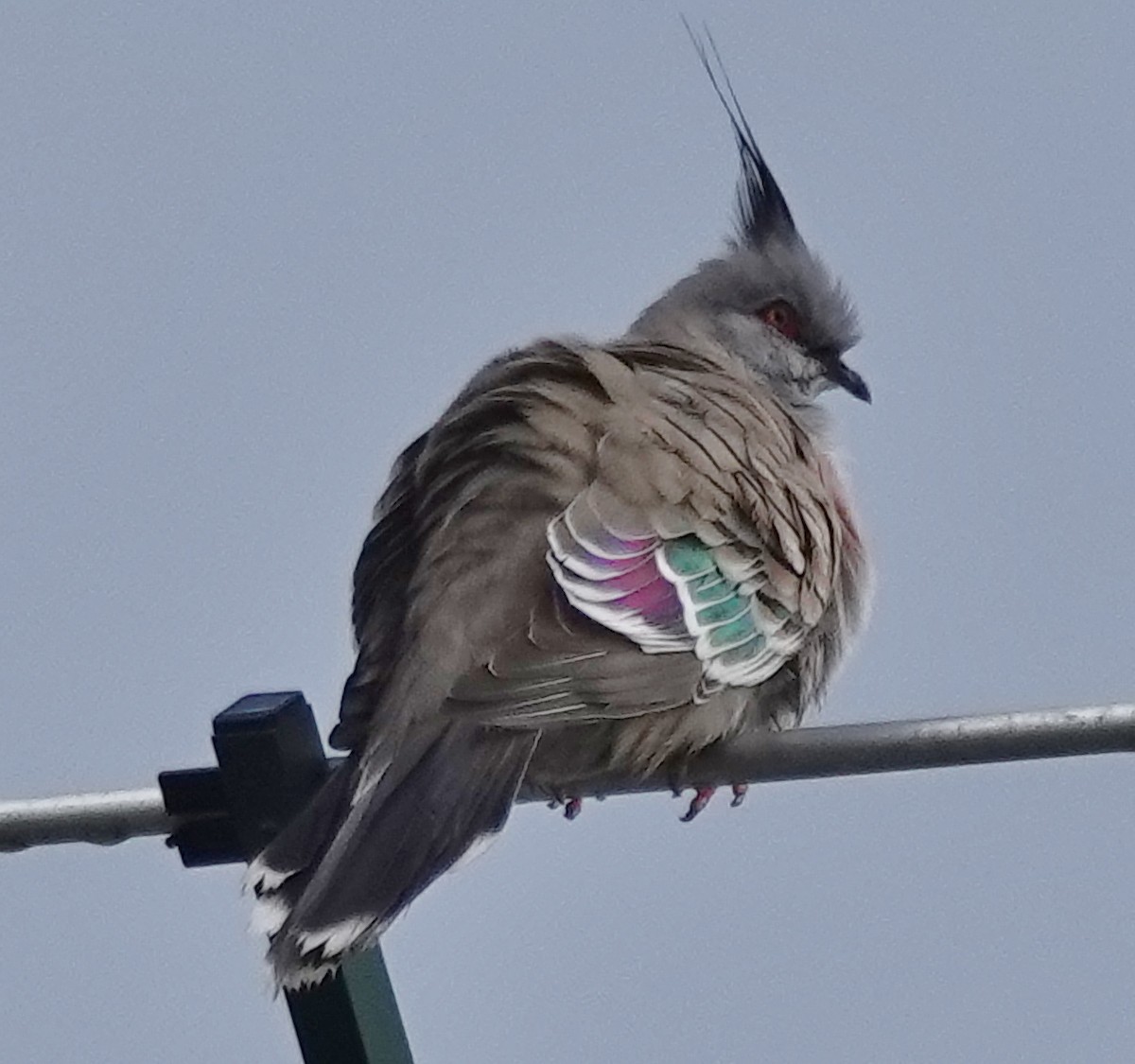 Crested Pigeon - ML618703563