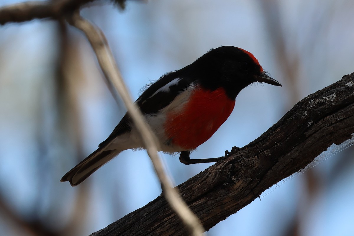 Red-capped Robin - ML618703575
